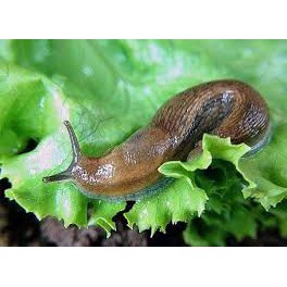 Bả Diệt Sên nhớt Slug &amp; Snail Bait Garden Safe lọ 100gram