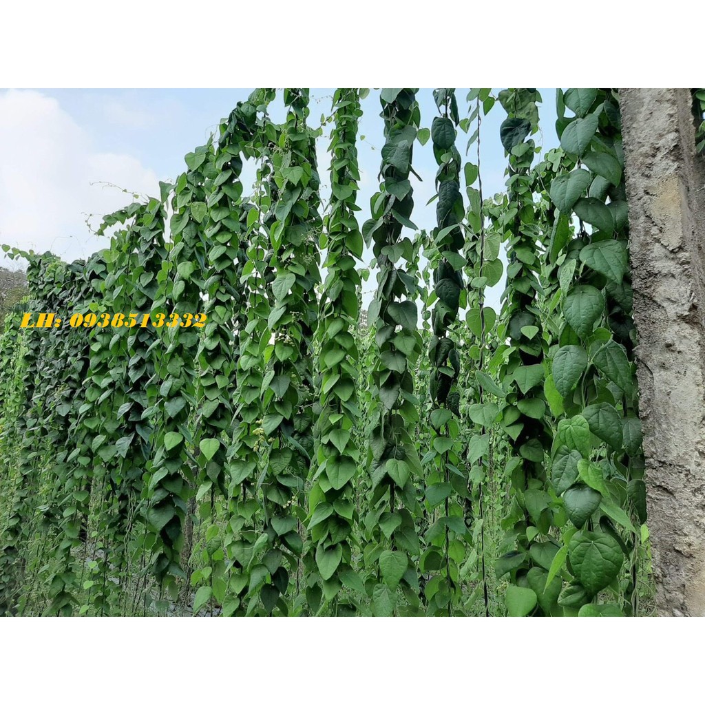 LÁ SƯƠNG SÂM KHÔ LÀM THẠCH SƯƠNG SÂM