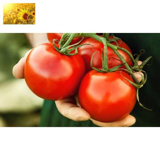 Hạt Giống Cà Chua Quả To Ấn Độ (30 Hạt)