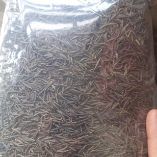 1kg hạt sao nhái
