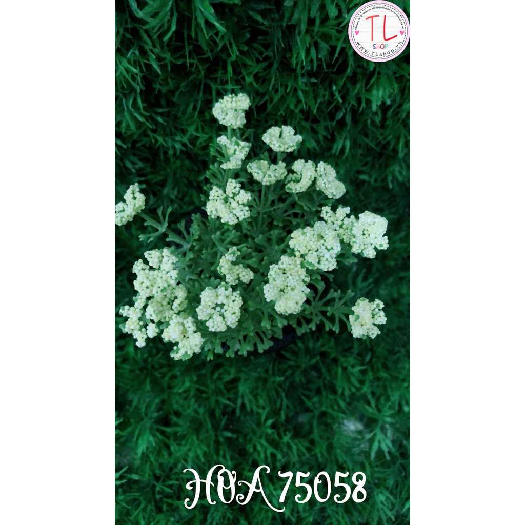 Chậu hoa bi vàng xinh xắn