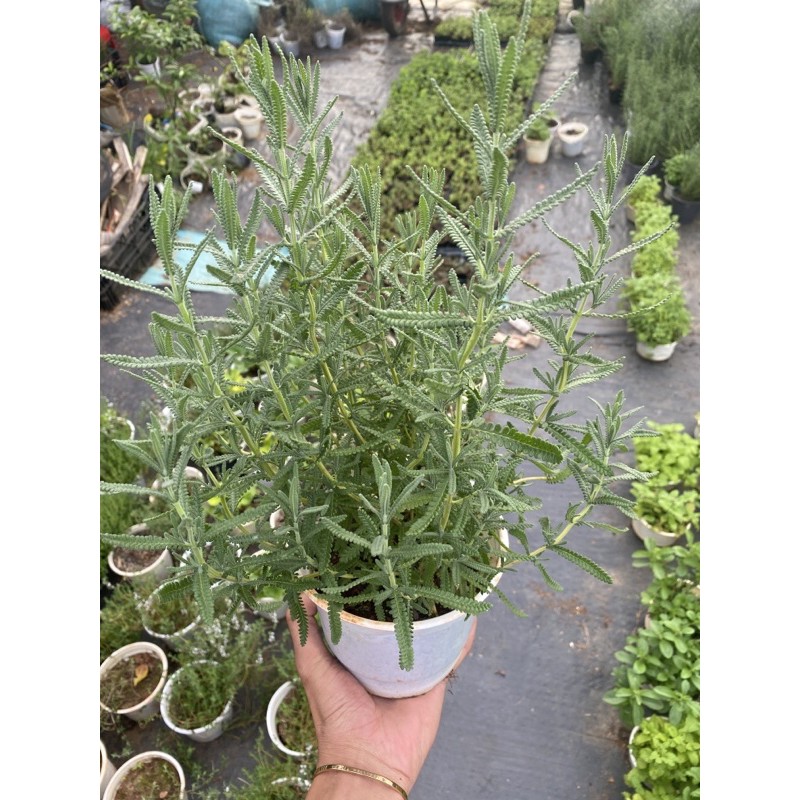 oải hương lavender