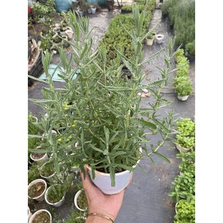 Oải hương lavender