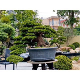 CÂY GIỐNG CÂY VẠN NIÊN TÙNG KIM CƯƠNG BONSAI TRƯỜNG THỌ , cam kết uy tín chất lượng