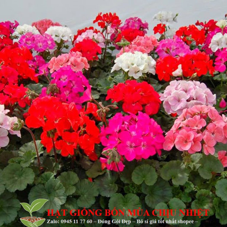 HẠT GIỐNG HOA PHONG LỮ THẢO GÓI 10 HẠT ĐẾN MÙA TRỒNG TẾT luckyseed hạt siêu rẻ