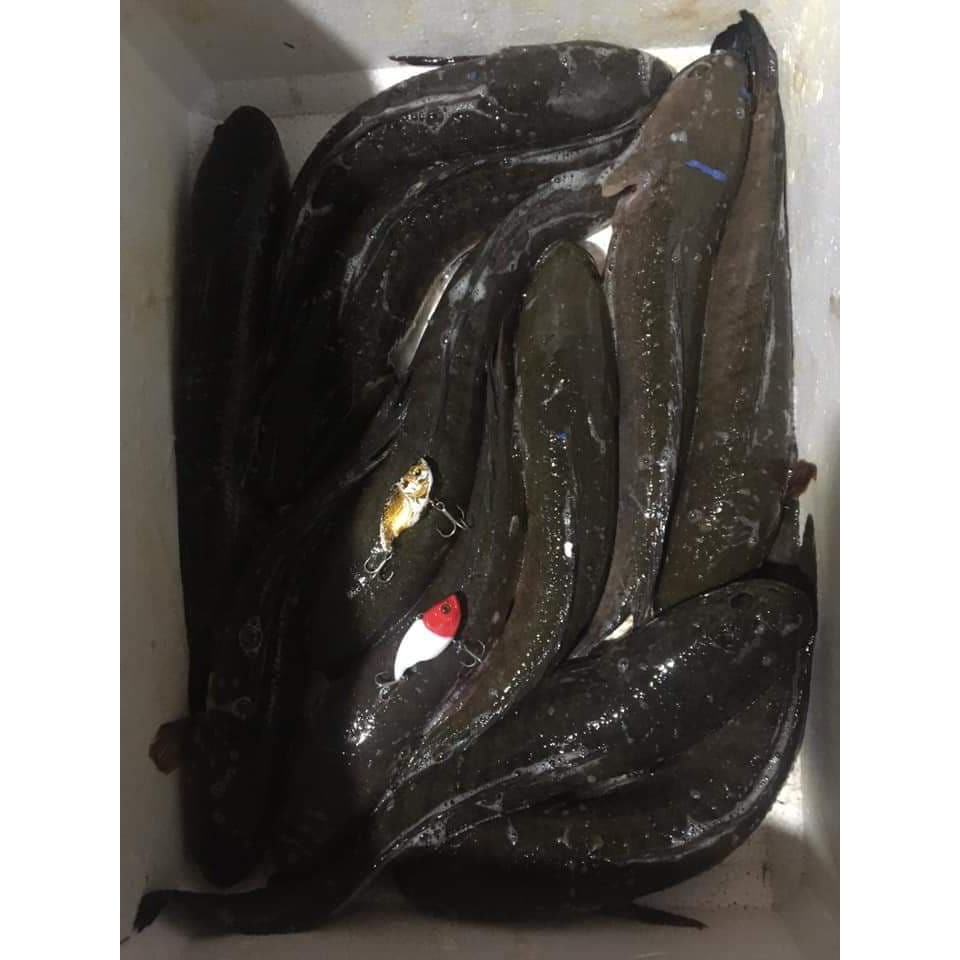 Mồi câu cá siêu nhạy lóc chẽm linxblade HKN Fishing