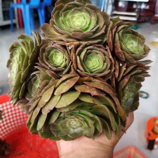 Aeonium hoa hồng