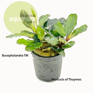 Bucep Bucephalandra Random 1 Chậu - Dán Đá Lũa, Cây Thủy Sinh Không Cần Co2