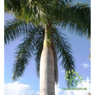 Cây 🌲 Cau đuôi chồn 1m7