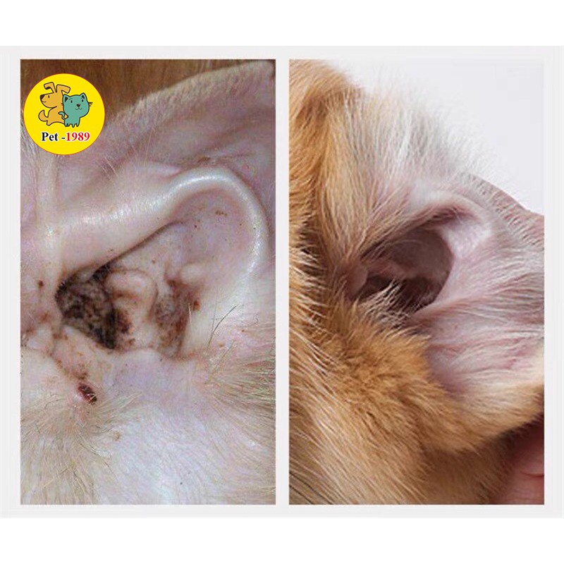 Dung dịch nhỏ tai EAR DROP chó mèo viêm tai giữa và thối tai trên chó và mèo Pet-1989