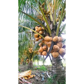 Cây giống dừa xiêm đỏ, dừa lửa loại lùn cho trái sớm- Trang trí sân vườn- Cây hoa kiểng Đồng Tháp