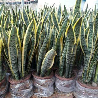 Cây lưỡi hổ 3 cây 1 chậu