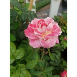 Hồng bụi ngoại Lady Candle
