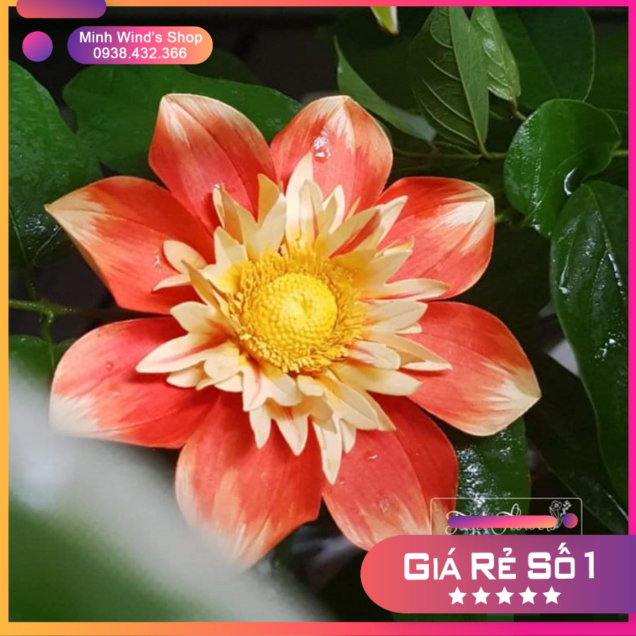 K86, K104 - Khuôn Kim Loại Cắt Hoa Thược Dược Lùn 2 Size To Nhỏ