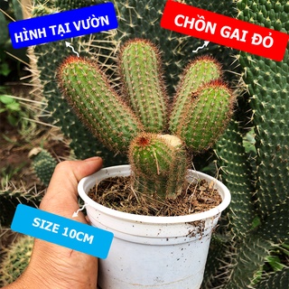 Xương rồng chồn gai đỏ bụi nhiều đầu, size chậu 10cm, 1 đổi 1