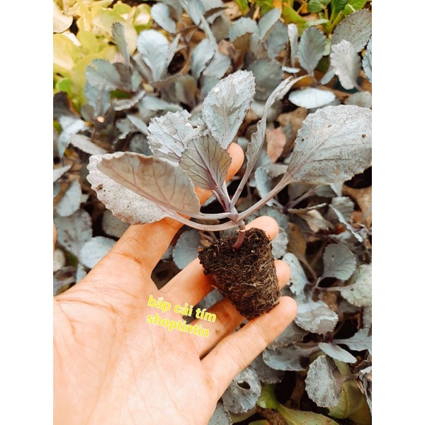 Combo 5 Cây giống bắp cải tròn xanh chịu nhiệt, bắp cải tím ươm vỉ như hình. Giao hỏa tốc tp HCM