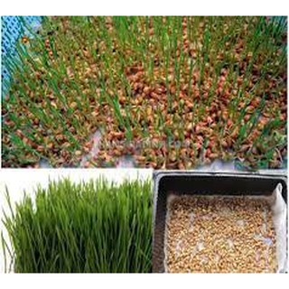 1 kg Hạt Giống Mầm Lúa Mạch - Cỏ Lúa Mỳ