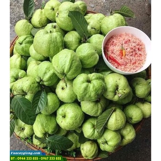 [HCM] Ổi nữ hoàng tươi, giòn ( Q.Gò Vấp )