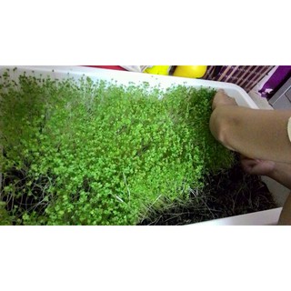 PHÂN TRÙN QUẾ NGUYÊN CHẤT 2KG