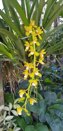 HOA LAN KIẾM ĐÀI LOAN