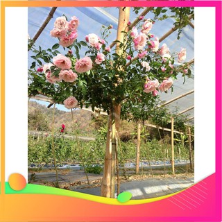 Hạt Giống Hoa Hồng Thân Gỗ - [ Tặng bộ dụng cụ làm vườn Mini 3 món ] VIETGAR