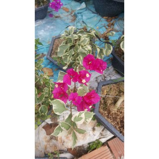 cây hoa giấy cẩm thạch