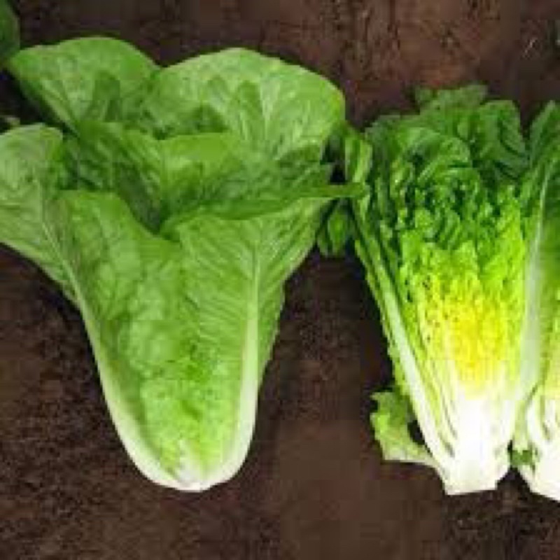 Xà Lách Romaine Cây sinh trưởng phát triển mạnh. Trồng quanh năm. Chịu nhiệt tốt
