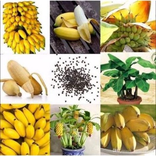 Hạt chuối mini siêu quả, chuối kiểng gói 25 hạt