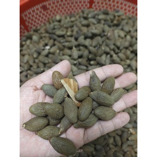 hạt ươi rừng Nam Giang