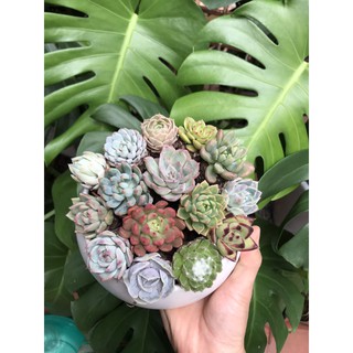 Combo 15 cây Sen Đá mix màu, mix loại siêu đẹp