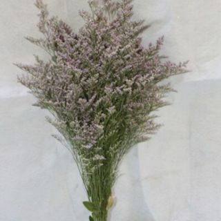 Hoa sao khô phamtinh