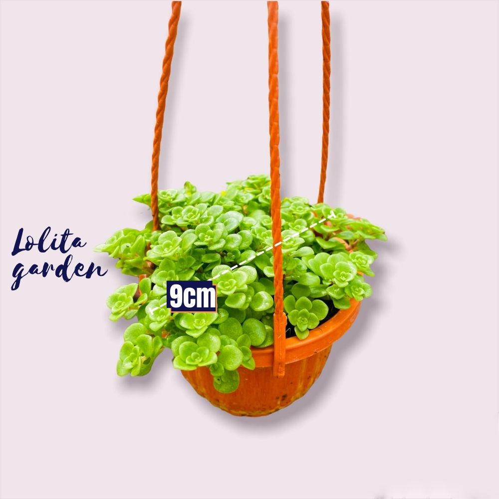 Sen đá sedum vảy cá chậu treo Đà Lạt size 9cm cây cảnh trang trí nhà cửa Lolita garden