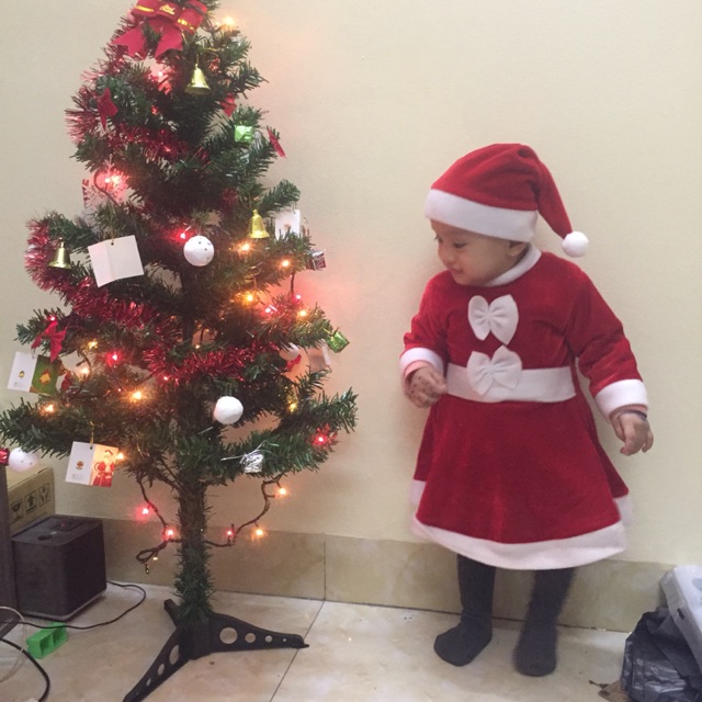 Cây thông noel