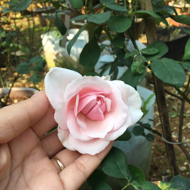 Hồng cổ Vân Khôi