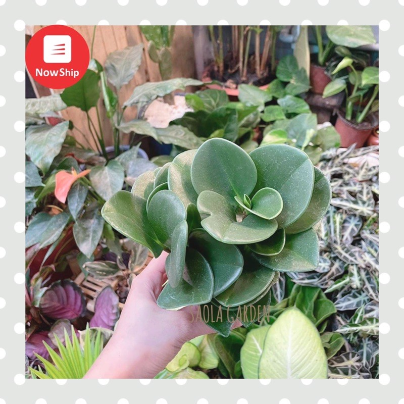 Cây Trường sinh (đất/thuỷ sinh)- Peperomia Obtusifolia  - Cây cảnh để bàn mini dễ chăm sóc sống tốt môi trường văn phòng