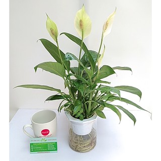 Cây Cảnh Để Bàn - Cây Lan Ý Thủy Sinh Để Bàn