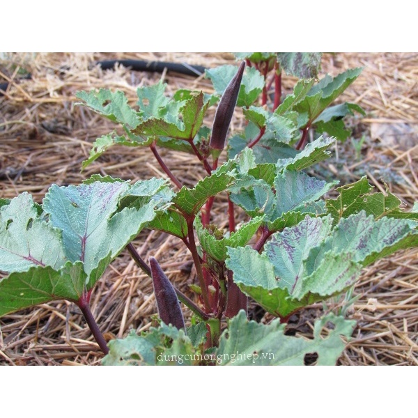 Hạt Giống Đậu Bắp Đỏ F1 Loại Dễ trồng chống sâu bệnh năng suất cao