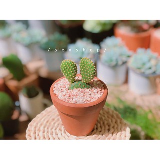 Chậu đất nung 7 cm