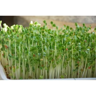 HẠT GIỐNG RAU MẦM CỦ CẢI TRẮNG