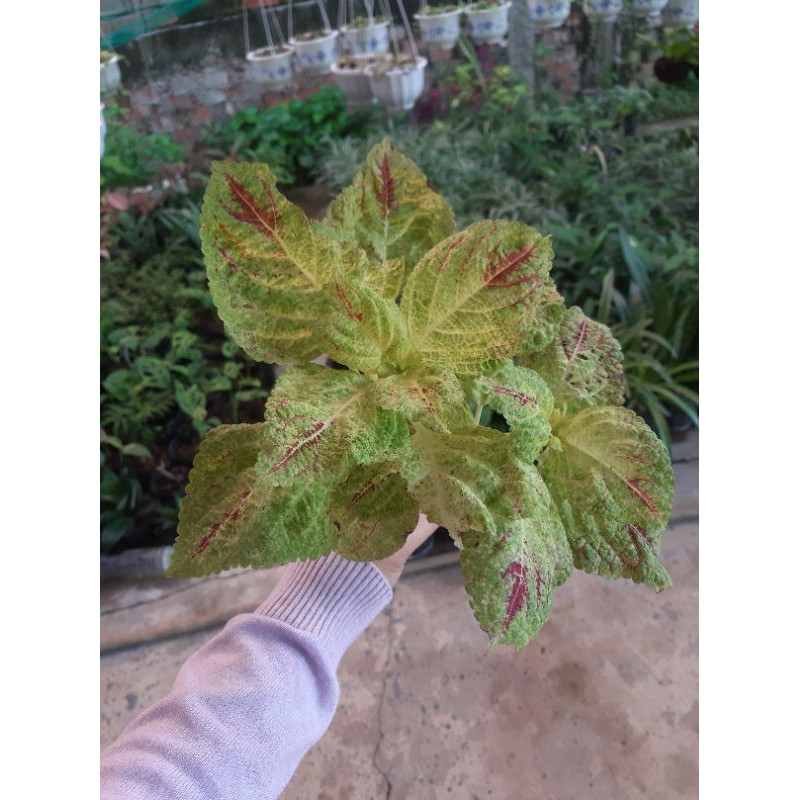 Cây lá gấm