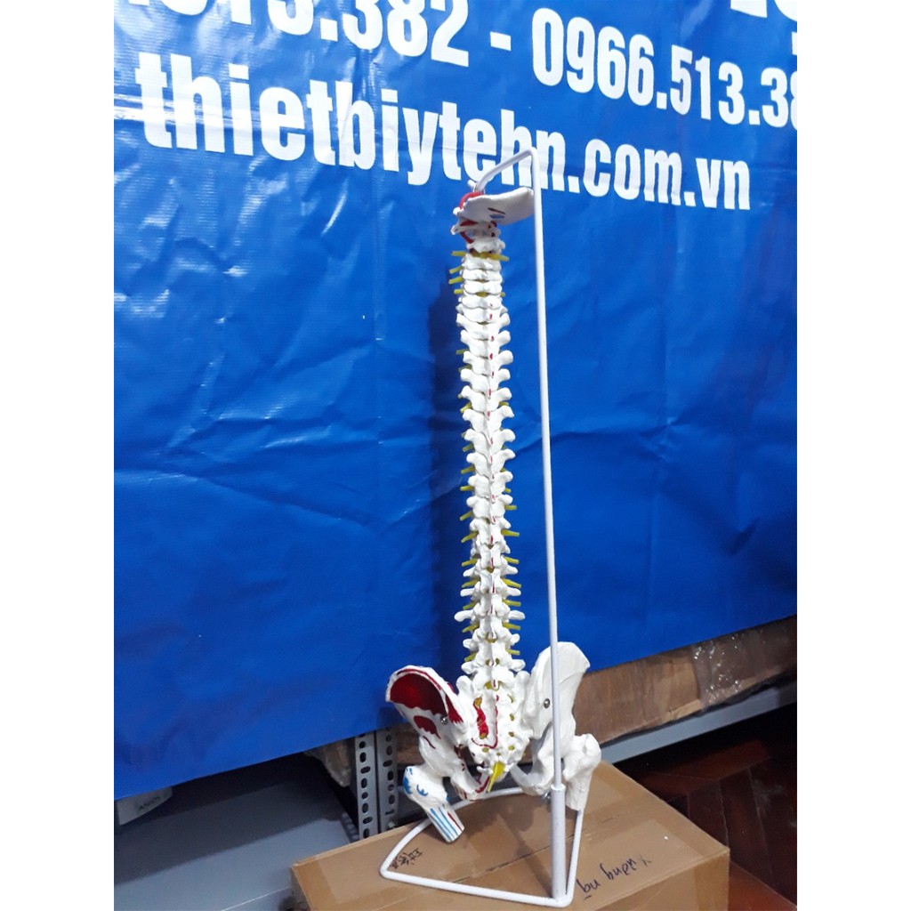 Mô hình xương cột sống , khung chậu 83cm  - mô hình xương