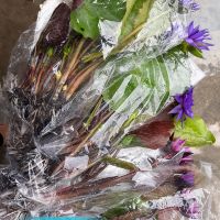 Bộ sản phẩm cây hoa 4 mùa