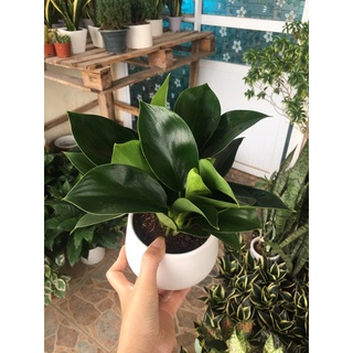 Trầu bà đế vương xanh size để bàn