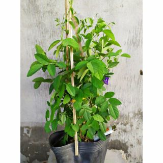 Cây đậu biếc