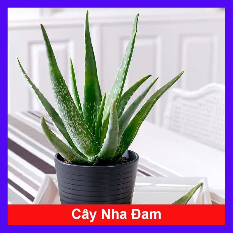 Cây Nha Đam - Cây cảnh sân vườn + Tặng phân bón cho cây mau lớn