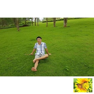 100 - HẠT GIỐNG CỎ NHUNG NHẬT