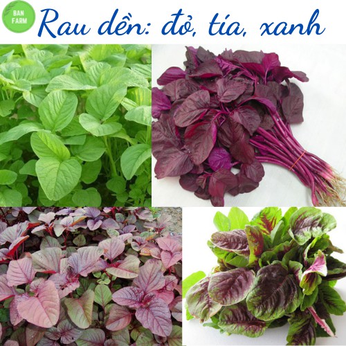 Hạt giống rau dền cao sản - ba loại dền đỏ, dền tía (dền khoang), dền xanh lá nhọn