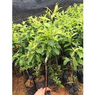 cây giống mận đen