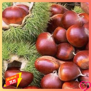 Hạt dẻ sống 1kg loại to ngon đảm bảo hành chất lượng.