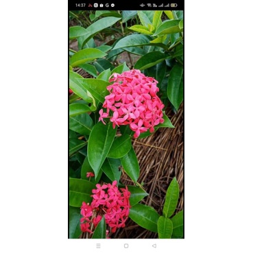 Cây giống mẫu đơn màu hồng. Cây bán cao 80cm